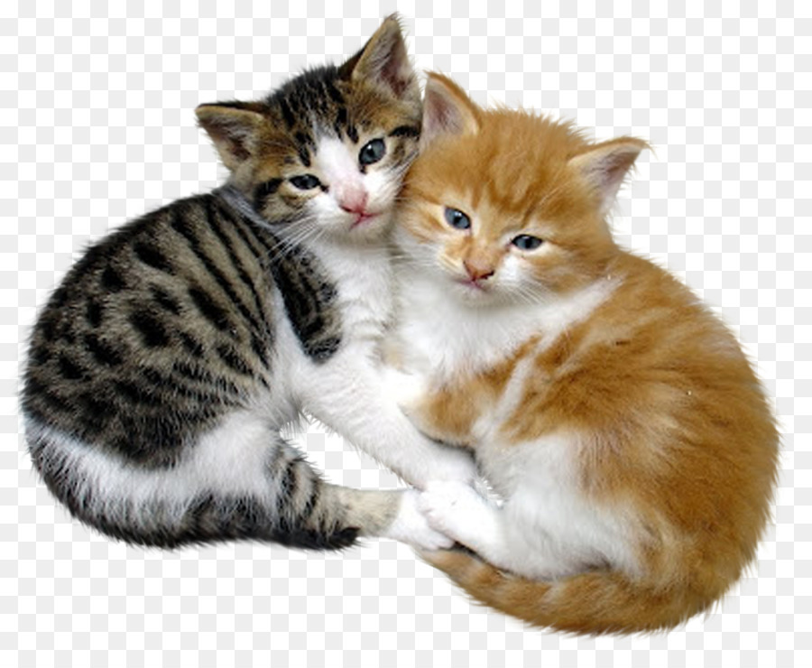 Cat Kätzchen Haustier-Liebe - Katze