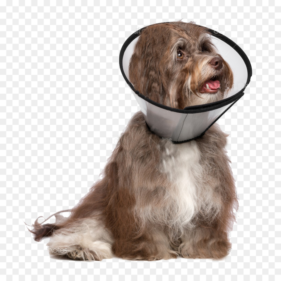 Hunderasse Havaneser Hund Dobermann Begleithund Malinois Hund - Hund mit Halsband