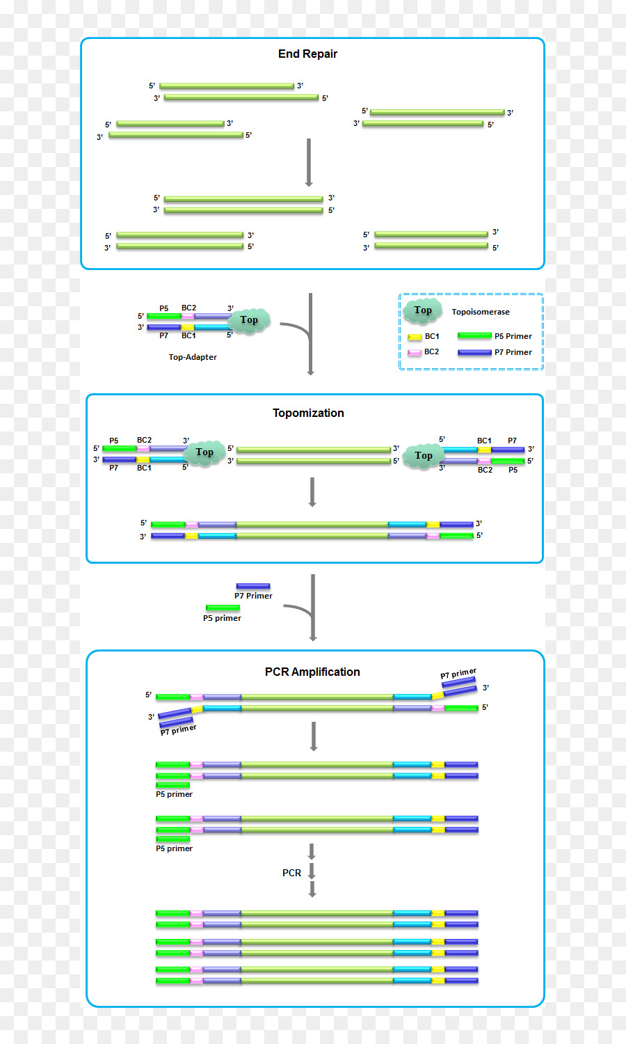Bibliothek der DNA-Fragmentierung die DNA-Sequenzierung - fragmentiert
