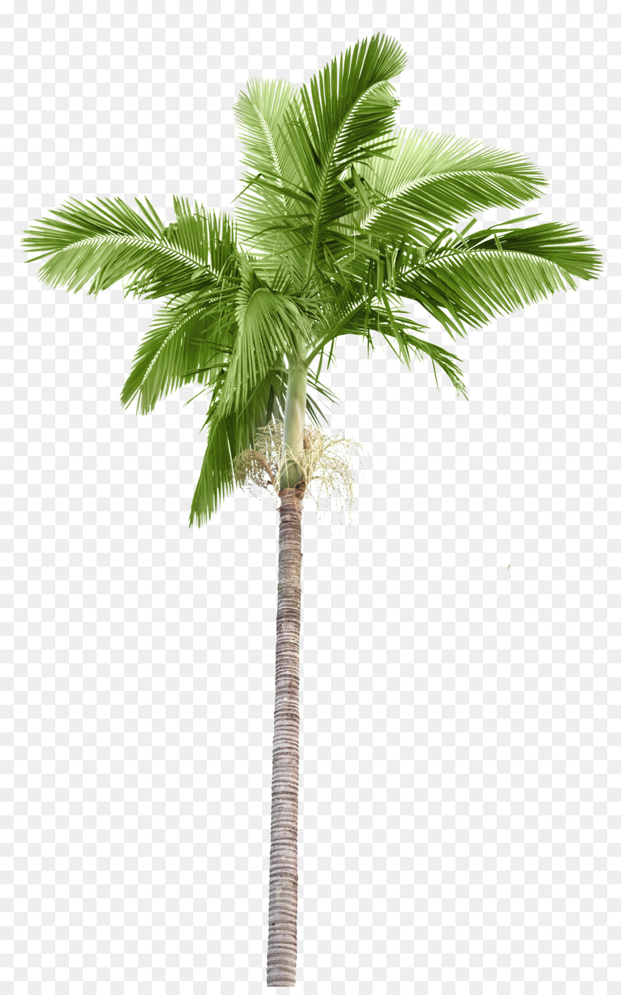 Arecaceae fotografia di Stock, ramo di Palma di Cocco - isola di palme