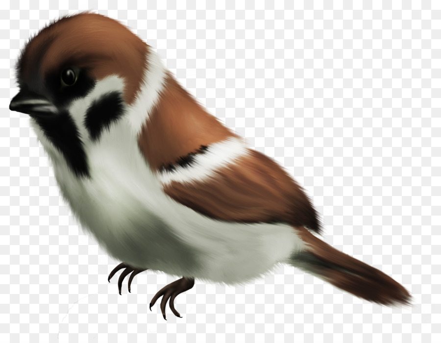 House Sparrow Vogel clipart - von hand bemalt, Schwanz