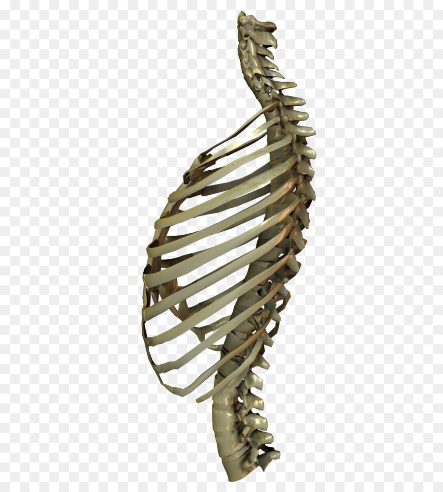 DeviantArt Digitale Kunst Knochen - Tier Schädel