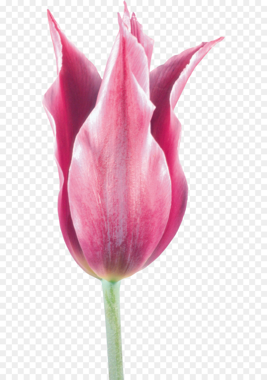 Cắt hoa Tulip Clip nghệ thuật - Tulip