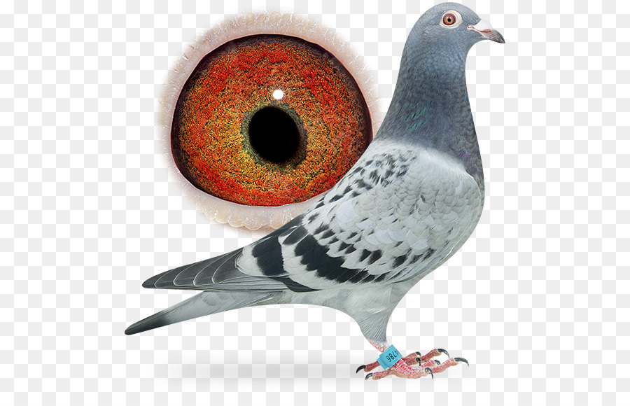 Racing Homer Homing pigeon Vogel Columbidae Rasse - Taube baumelnden ring