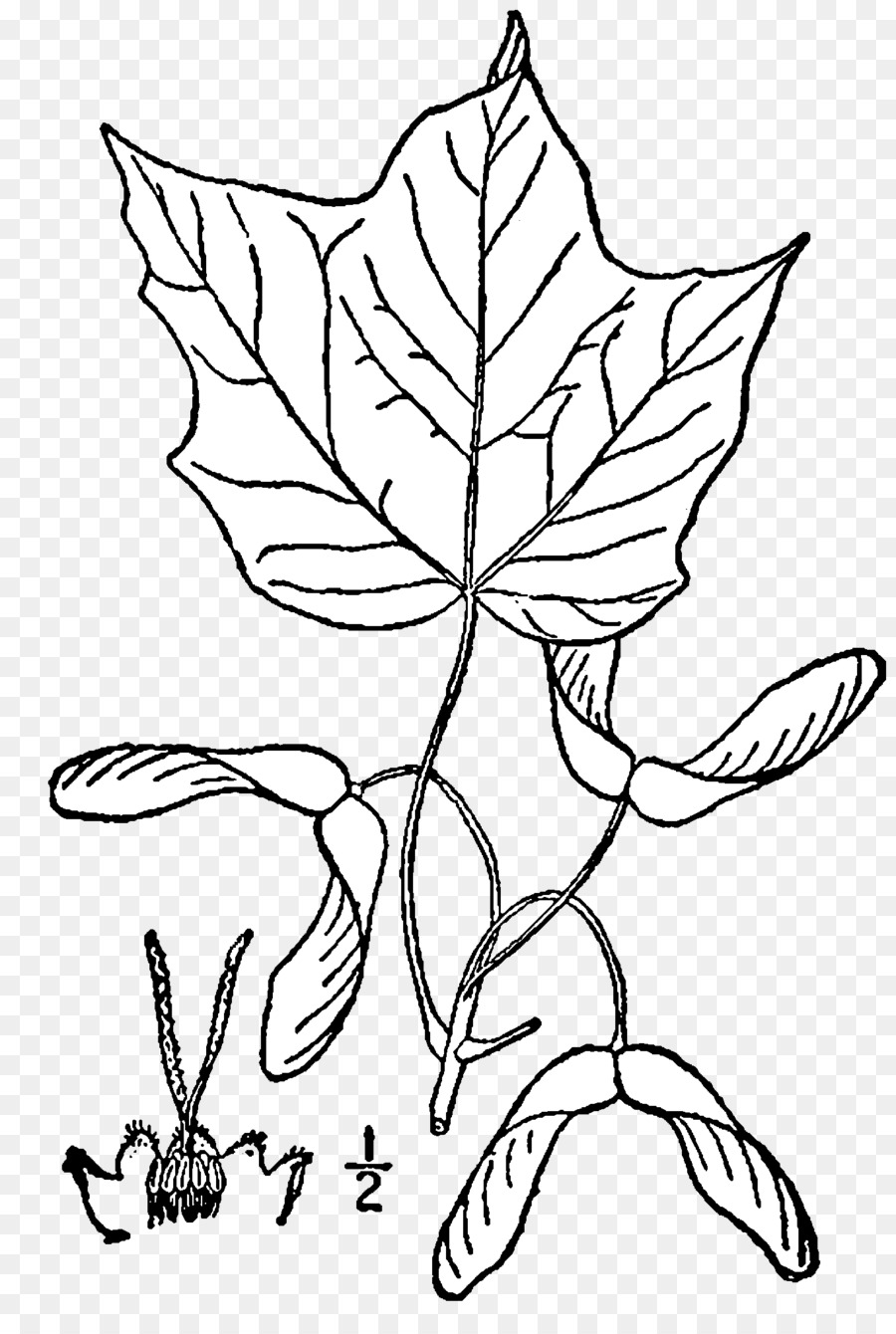 Acer nigrum Zucker-Ahorn Rot Ahorn Silber-Ahorn Boxelder maple - Acer palmatum Thunb