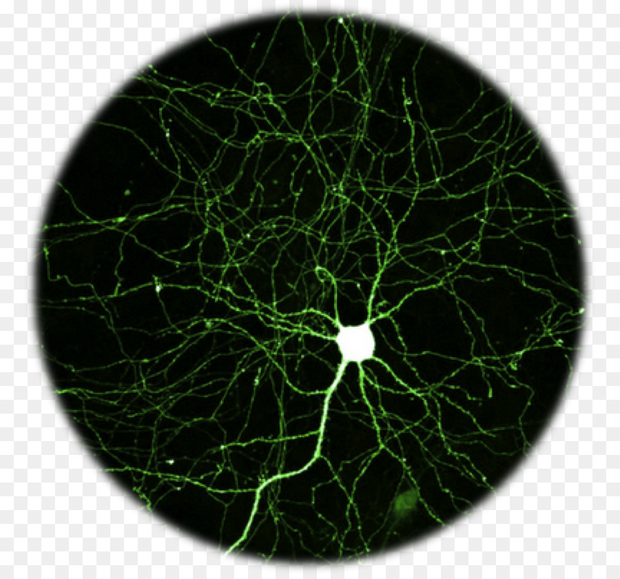 Neurone proteina fluorescente Verde Fluorescenza Cervello l'Ippocampo - cervello