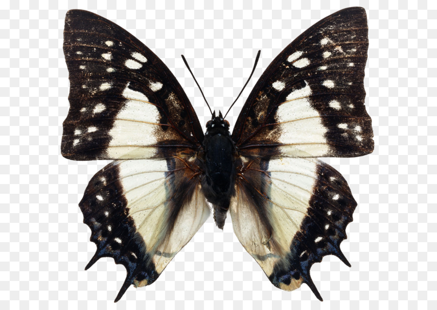 Butterfly Biologie Doxocopa Insekt Metamorfose da borboleta - Schmetterling