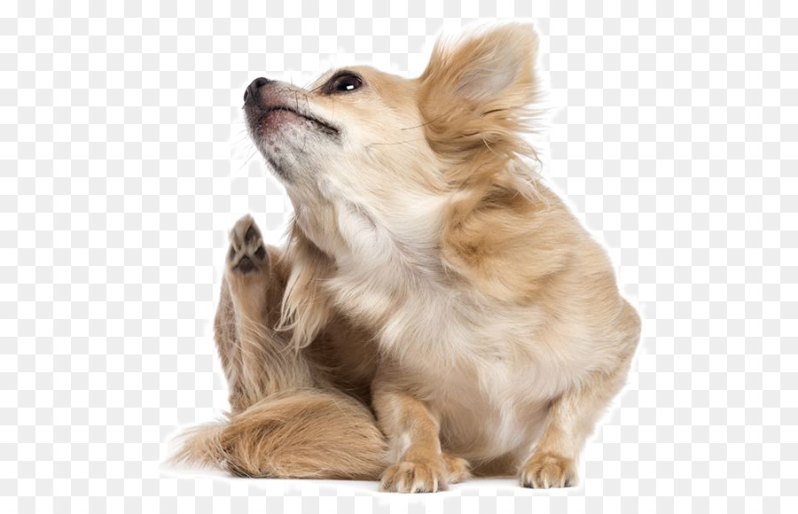 Cibo Per Cani Prurito Allergia Veterinario - cane