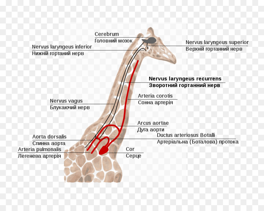 Giraffa nervo Ricorrente laringeo Superiore del nervo Laringeo - giraffa