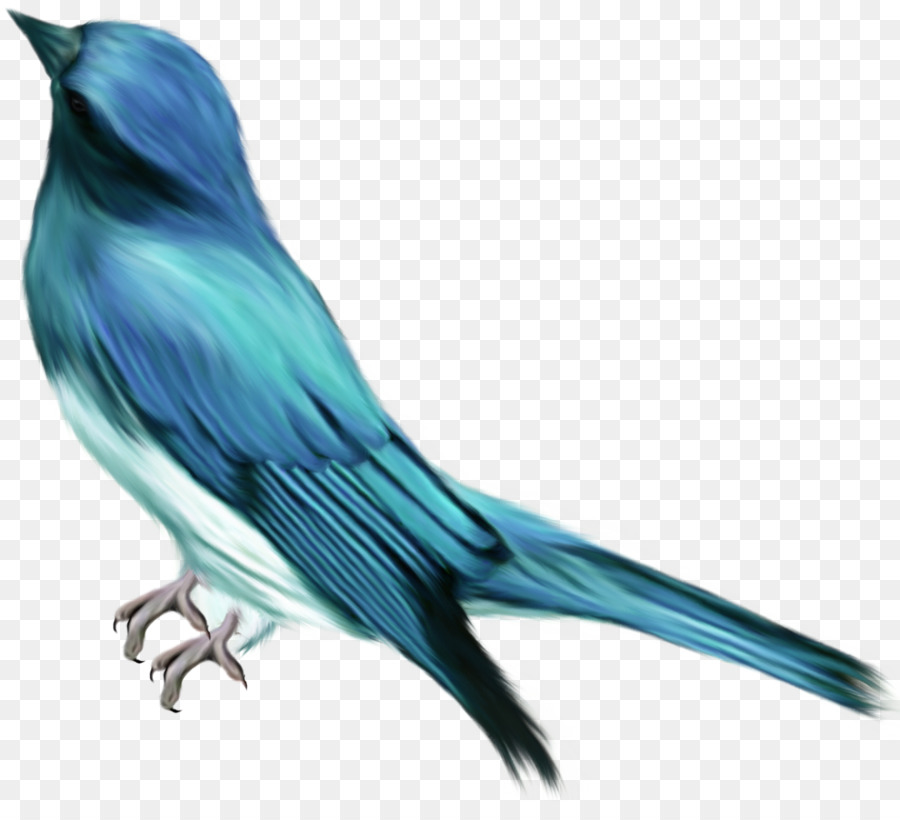 Chim Màu Xanh Clip nghệ thuật - con chim
