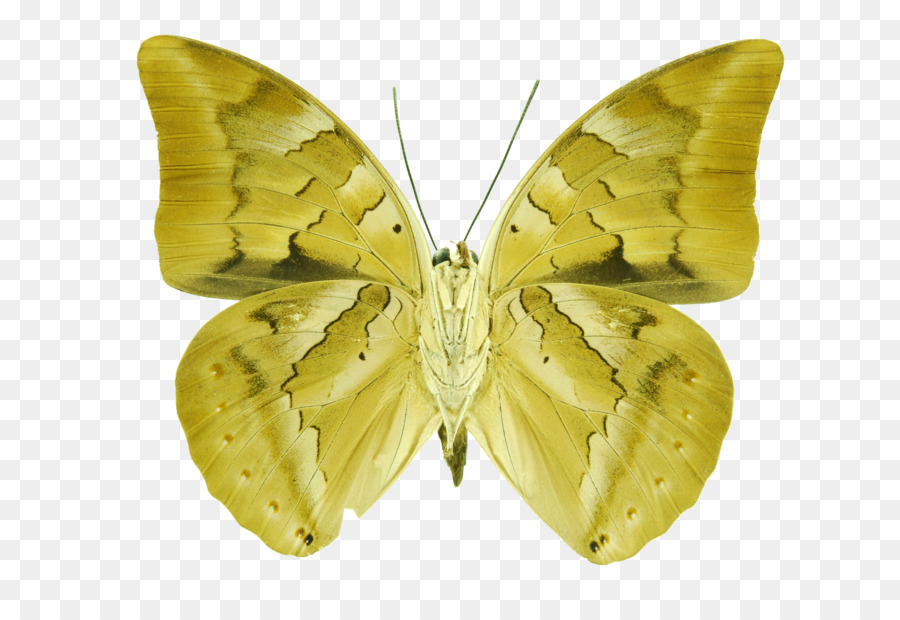 Sâu bướm Bombycidae - ramses ii