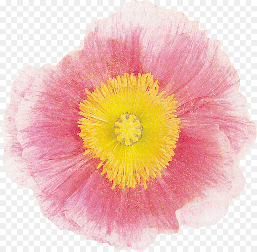 Malven Die Familie Mohn-Magenta - rosa Blume