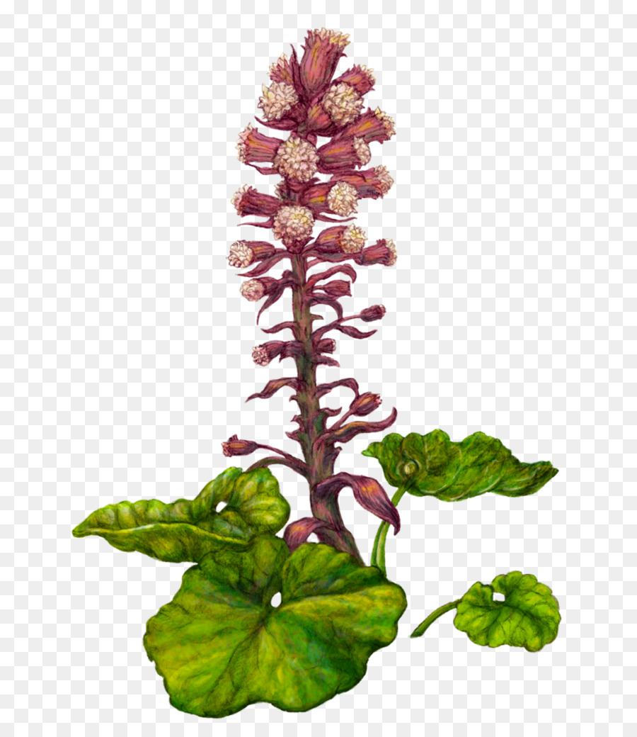 Fuki Petasites hybridus illustrazione Botanica Rizoma della Pianta - impianto