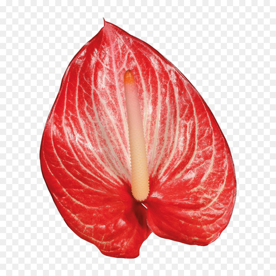 Anthurium andraeanum Blume Pflanze Vorbau Blütenblatt - Blume