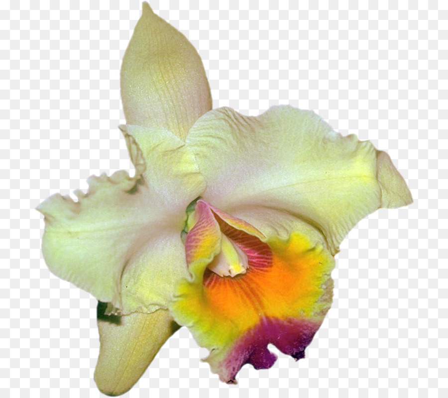 Cattleya Orchideen Motten Orchideen Clip-art - schönes Orchideen Foto Rahmen