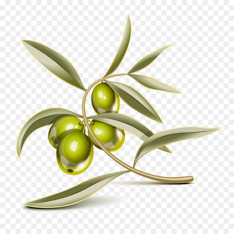 Olivgrünes Blatt Bresaola Focaccia - Olive