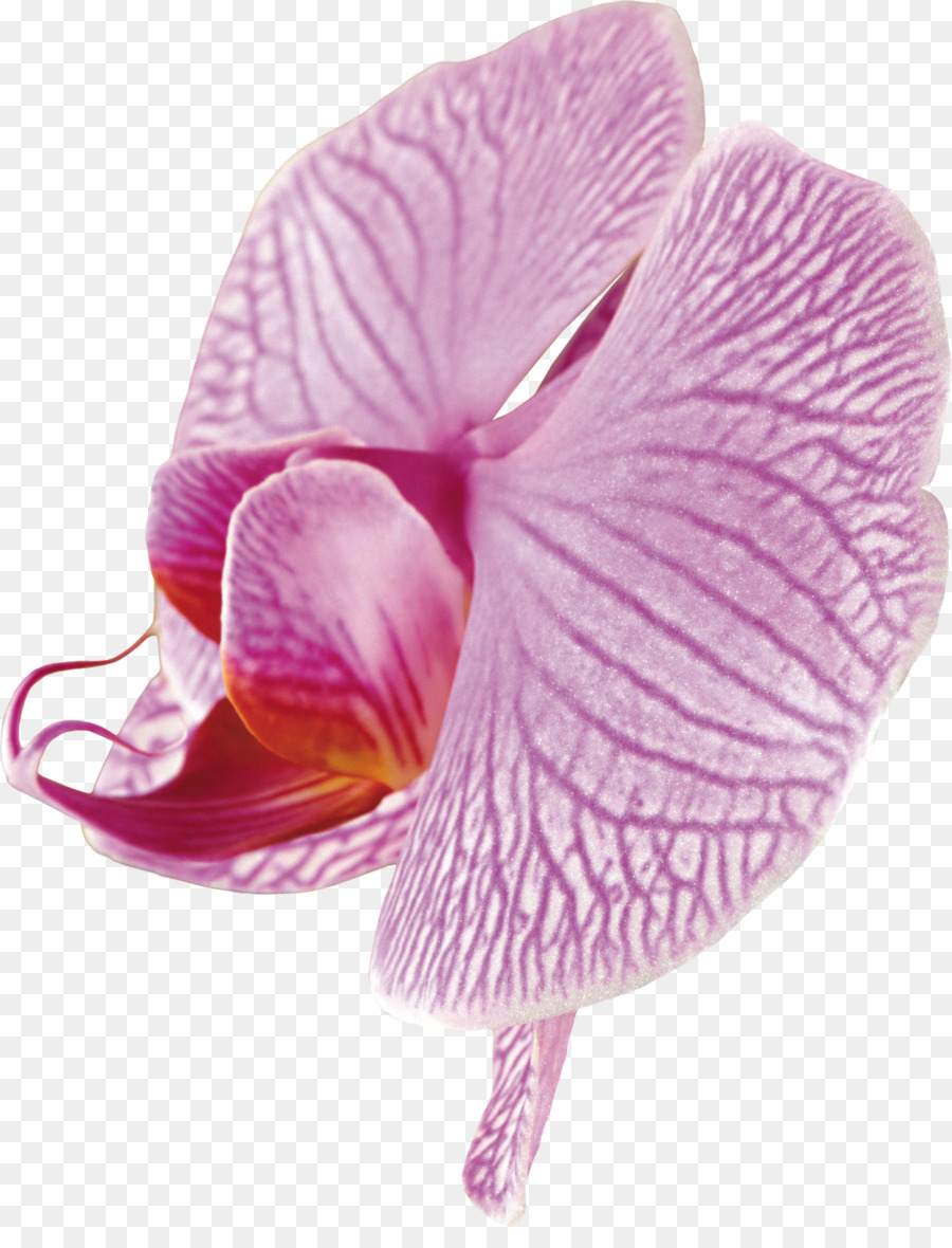 Moth Orchideen Clip art - schönes Orchideen Foto Rahmen