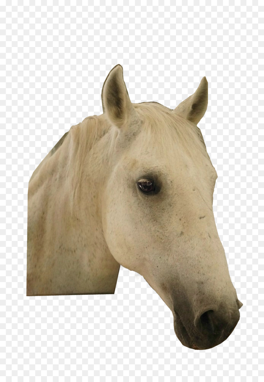 Cavallo Simbolo Del Download - cavallo