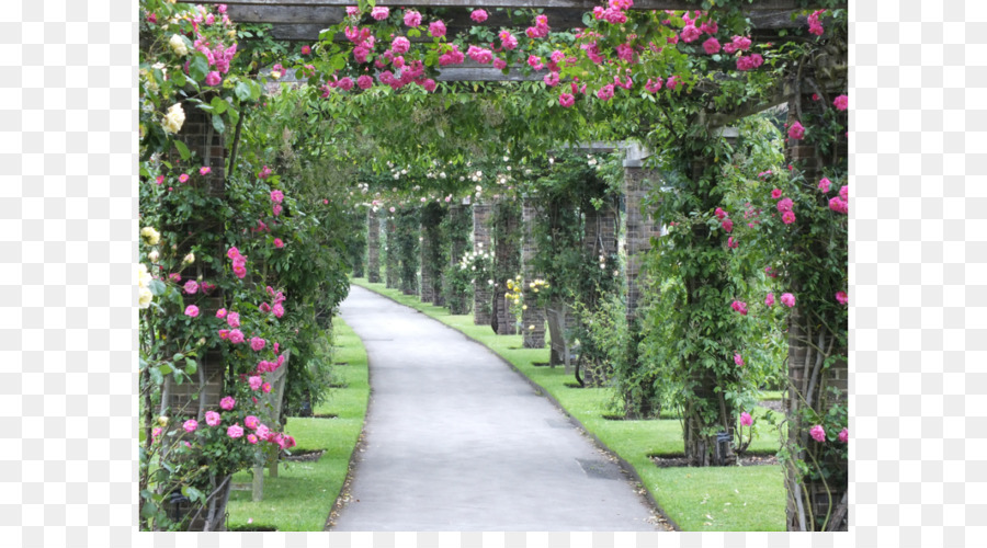 Pergola Royal Botanic Gardens, Kew Vitigno Rose - giardino estate