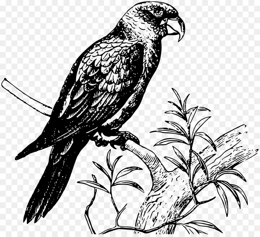 Papagei Vogel clipart - Papageien
