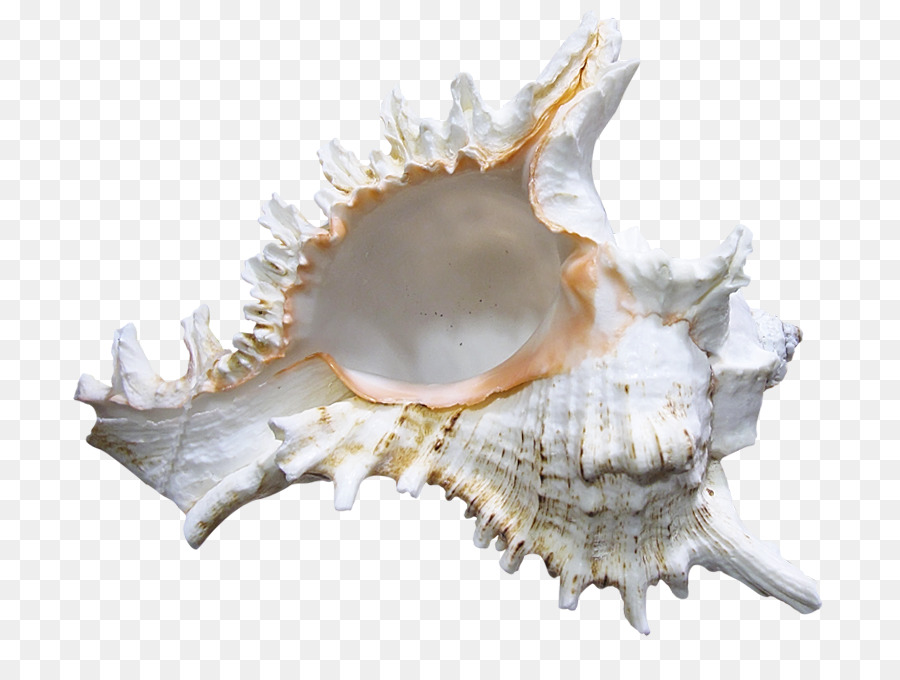 Cockle Seashell Clip art - Seashell