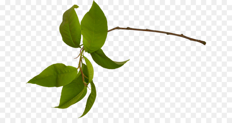 Grüne Blatt-Baum-Raster-Grafik-clipart - Blatt