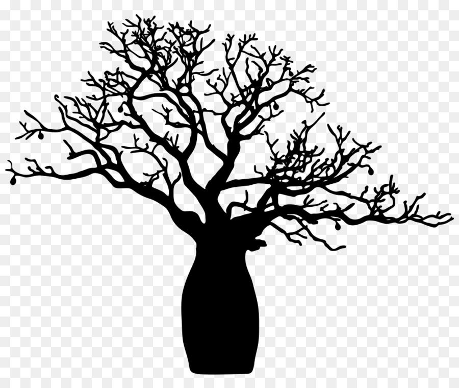 Zweig Adansonia gregorii Zeichnung Baum Adansonia digitata - Baum