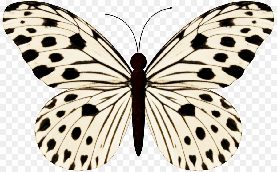 Farfalla Stock fotografia in bianco e Nero - pennellate pastello colore
