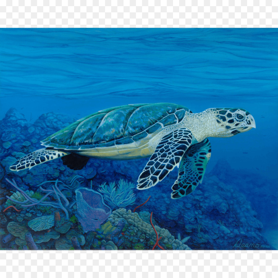 Tartaruga di mare di Hawksbill Rettile Acquatico, animale - tartaruga