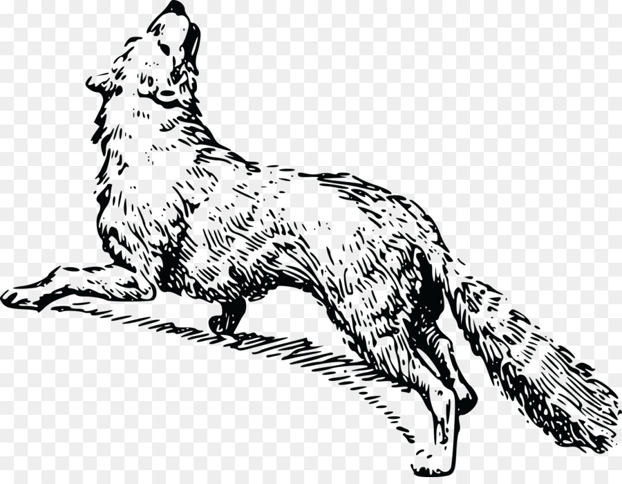 Red fox Baffi in bianco e Nero volpe Artica - una volpe cappotto