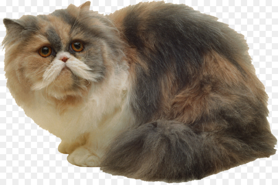 Gatto persiano Asiatici a pelo Semi-lungo British a pelo Semi-lungo Minuetto gatto norvegese delle Foreste - gatto bianco