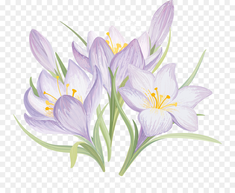 Blume Crocus vernus Clip-art - Blume