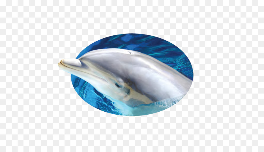 Ngắn có mỏ chung dolphin Chung cá heo Wholphin Tucuxi - Cá heo