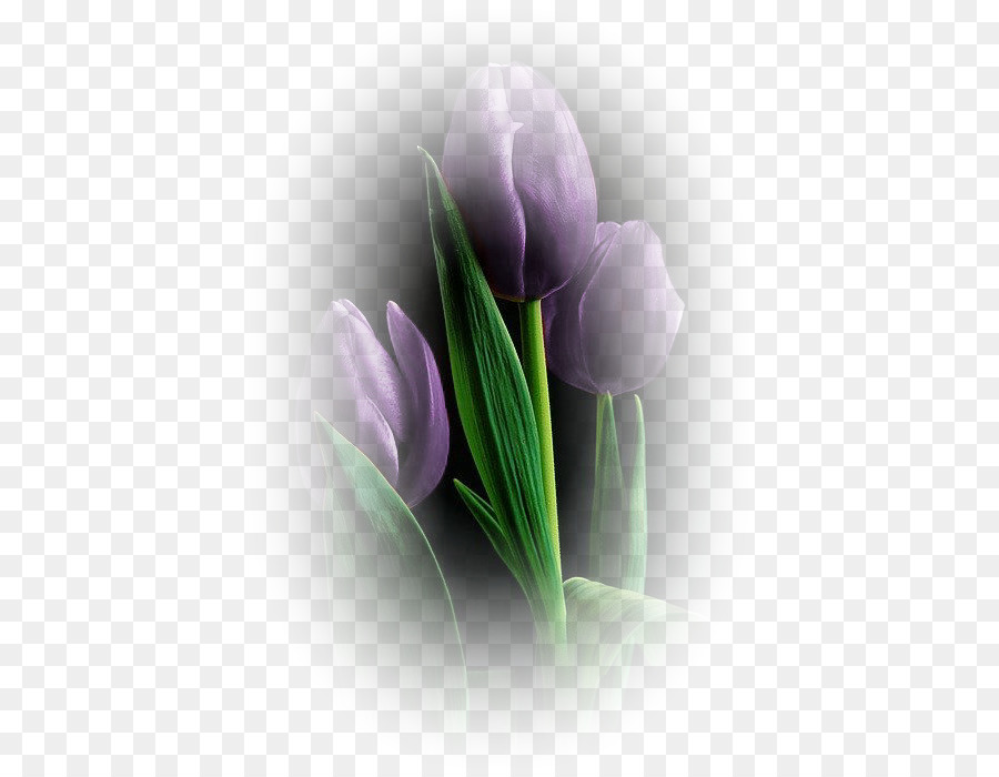 Cánh Hoa Tulip - Tulip