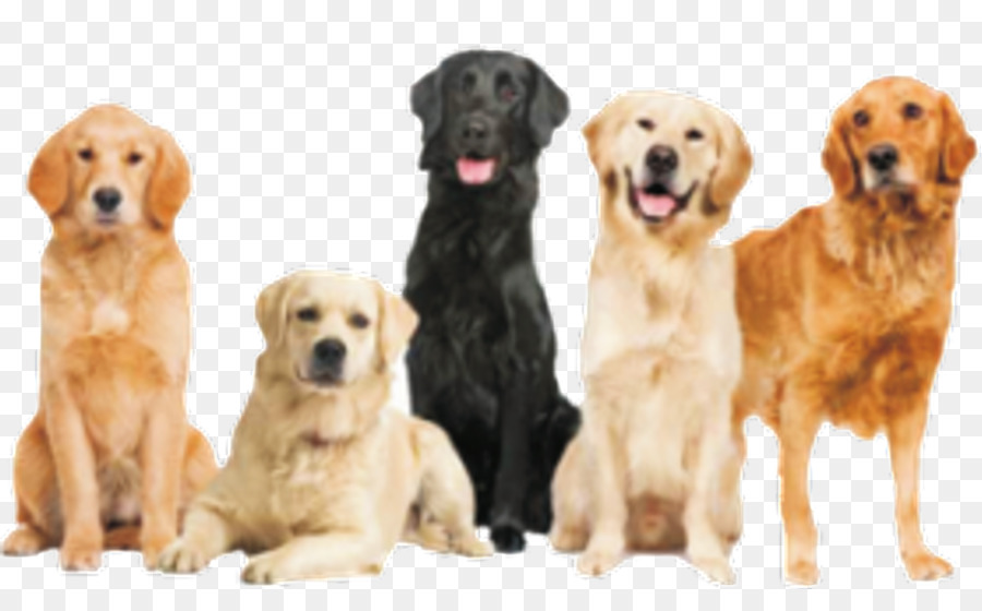 Labrador Retriever-golden retriever-Border-Collie-bärtiger Collie Jack Russell Terrier - Golden Retriever