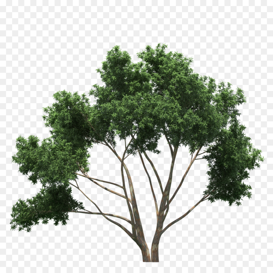 Zweig, Baum, Strauch - Baum
