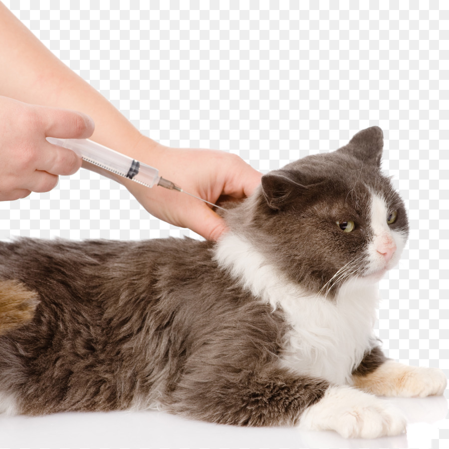 Gatto Cane Vaccino vaccinazione Felino - veterinari