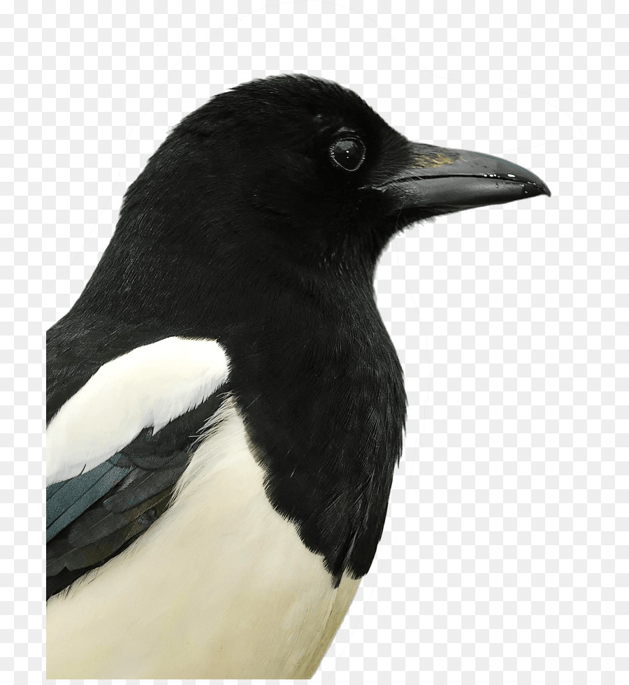 Eurasian Magpie Alserkal Avenue American crow Vereinigte Arabische Emirate - andere