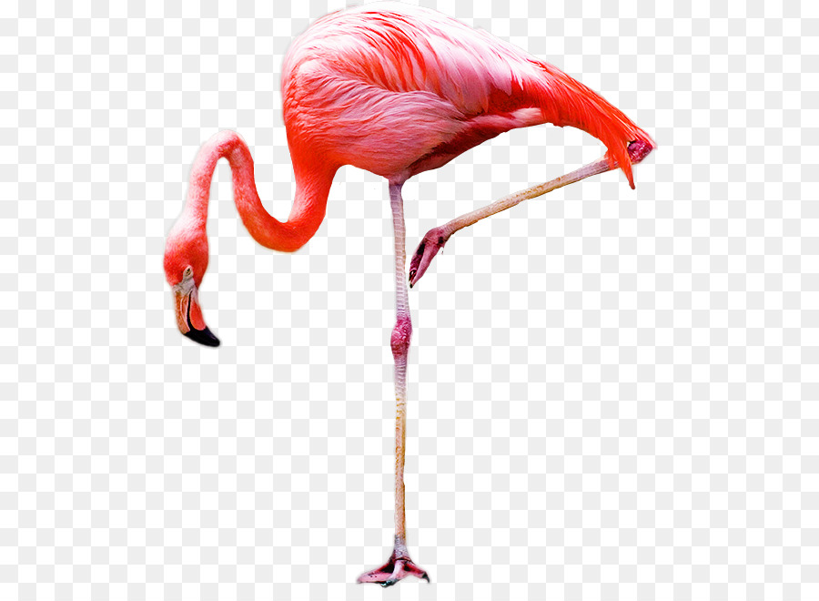 Vogel flamingo Royalty-free - Vogel