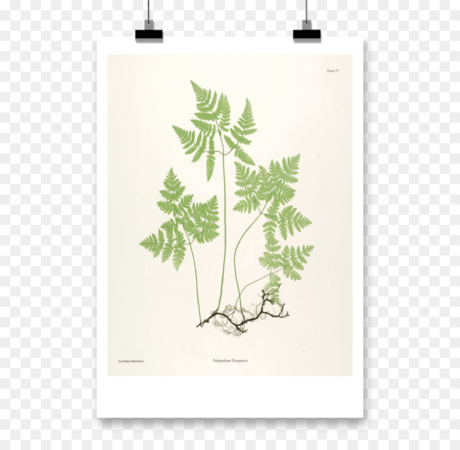 Minh họa thực vật Học Nghệ thuật Sơn dương Xỉ - bức tranh