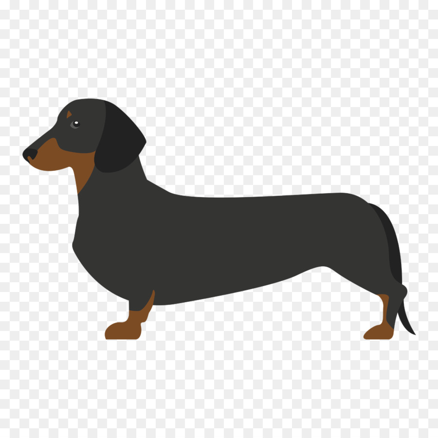 Bassotto Drever Cucciolo di Cane di razza Spaniel tedesco - cucciolo