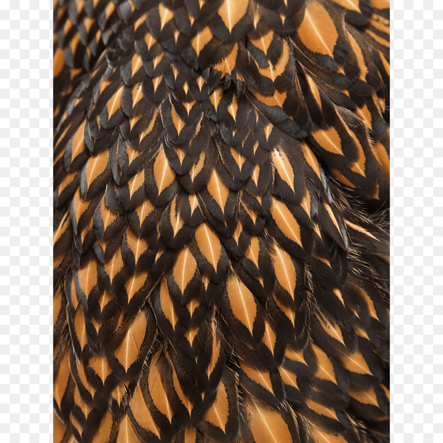 Closeup Feather