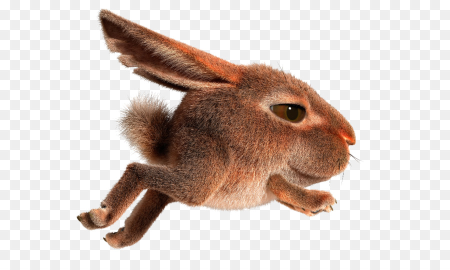 Thỏ trong nước Hare Easter Bunny - thỏ