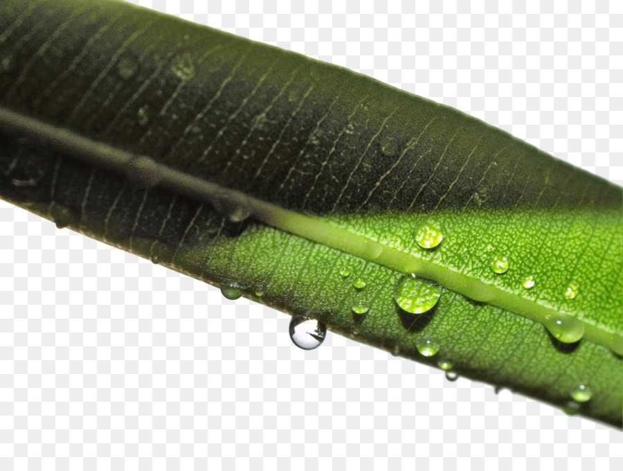 Umidità Close up - gocce di pioggia materiale 13 0 1