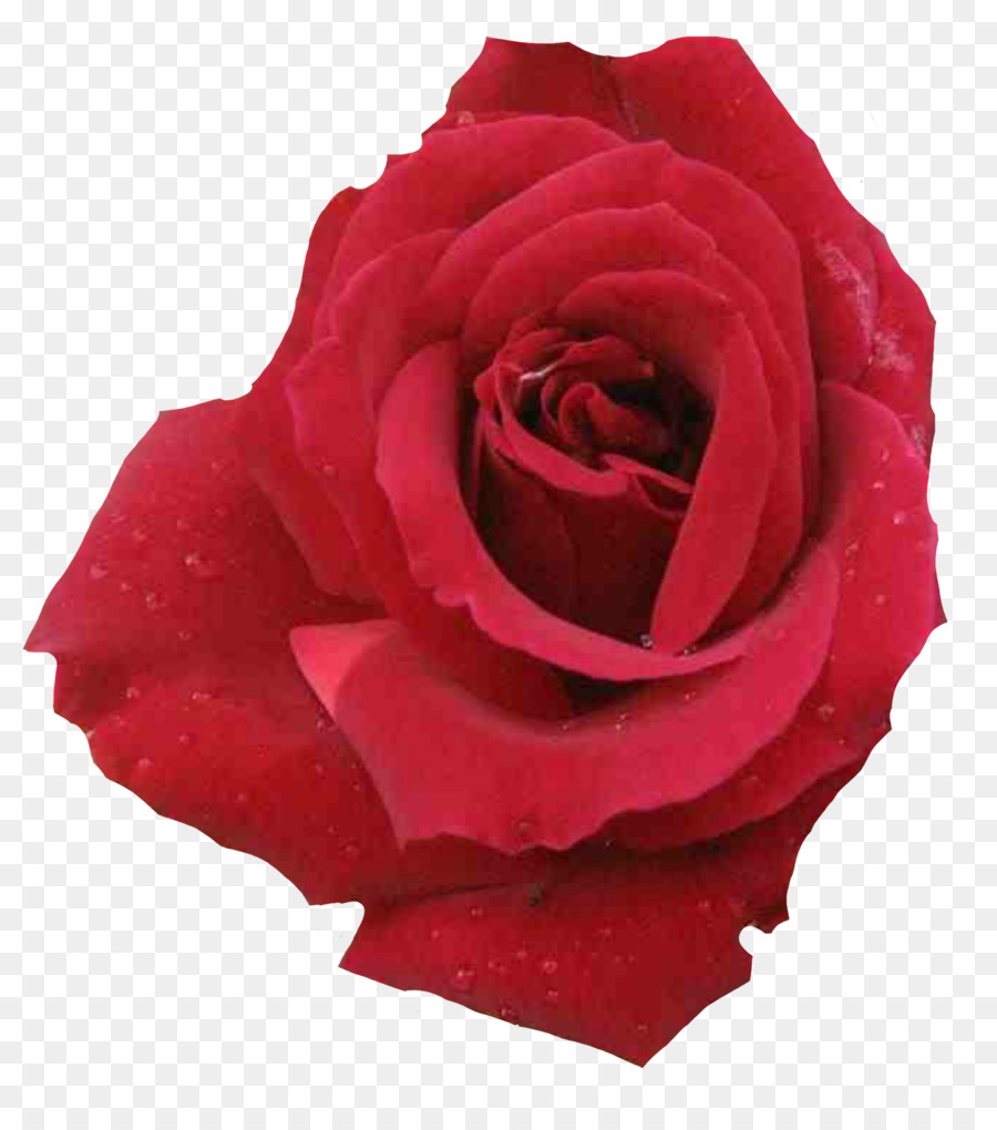 Garten Rosen, Centifolia Rosen Floribunda Rosa 'Albertine' - andere