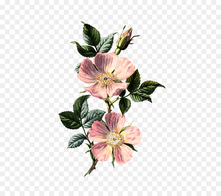 Con chó-rose Quen thuộc Hoa Dại, thực vật Học Rosa acicularis - hoa