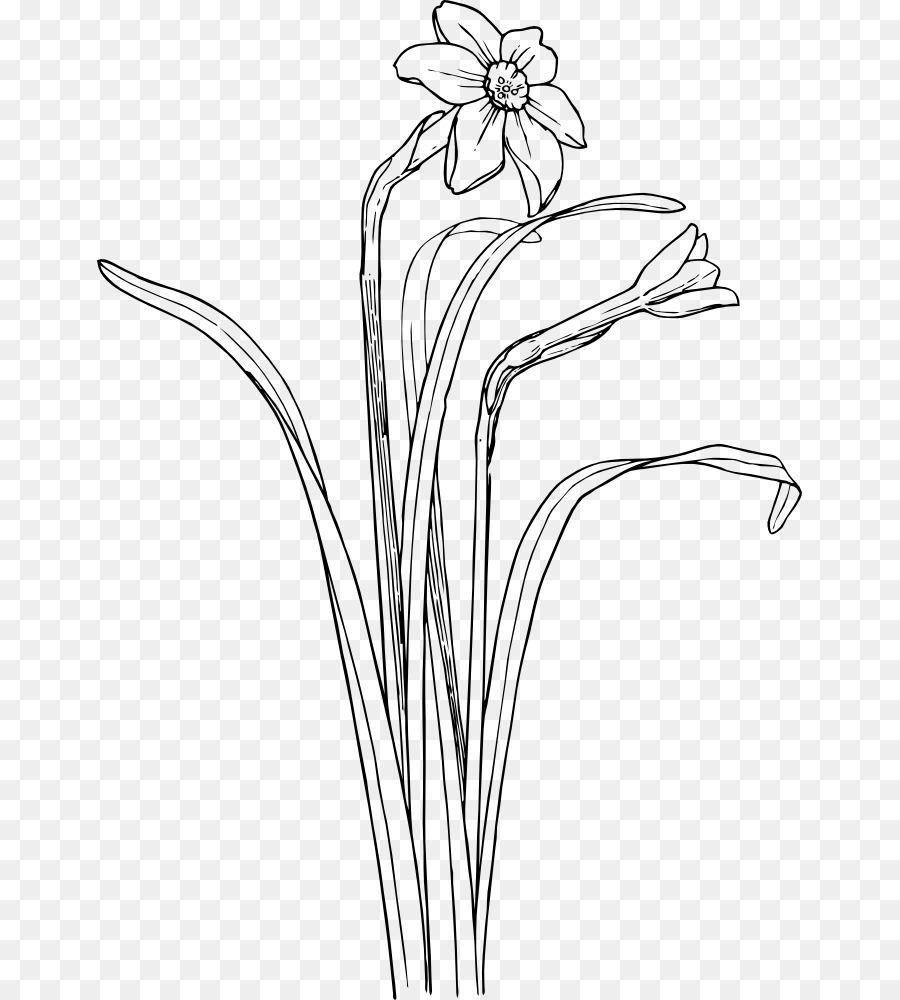Schwarz und weiß Zeichnung Narcissus pseudonarcissus Clip-art - andere