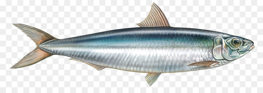 Sardina Milkfish tonno Albacora - mangiare pesce