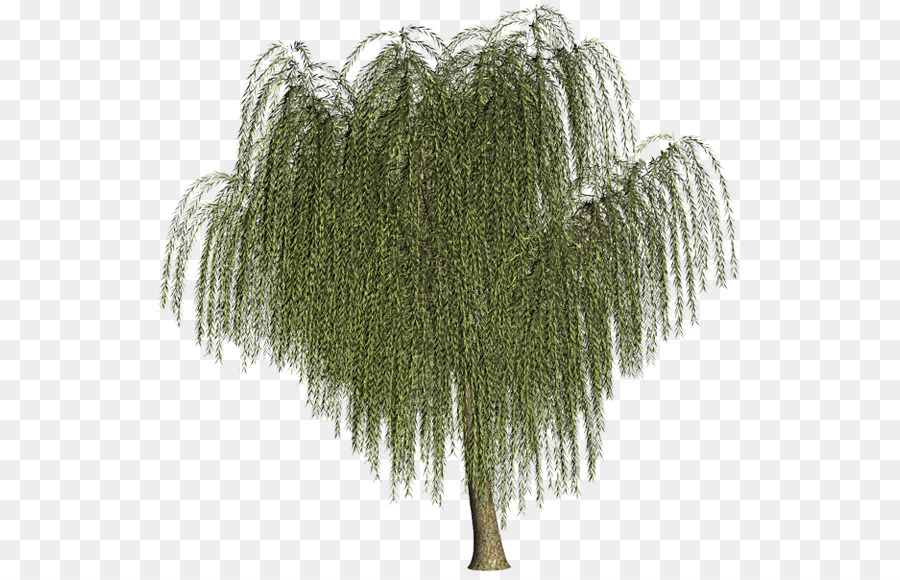 Willow Tree Branch clipart - Baum