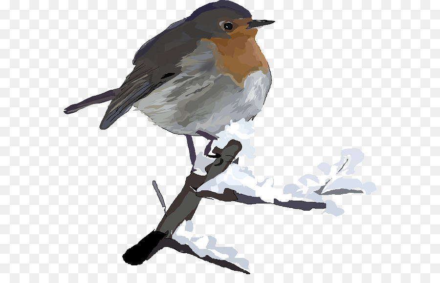 European robin Bird-Robin-clipart - Vogel